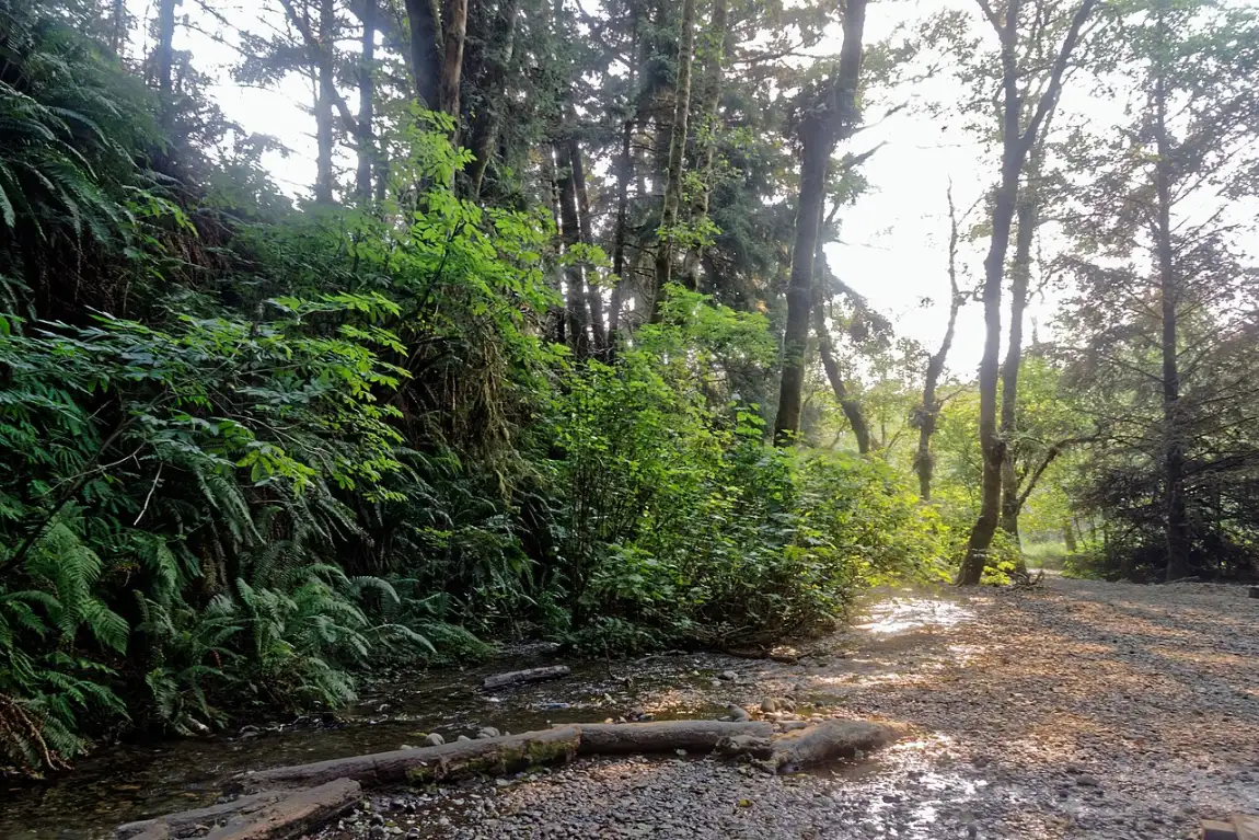 Tall fern-covered canyon walls along a stream at Fern Canyon in Redwood National and State Parks