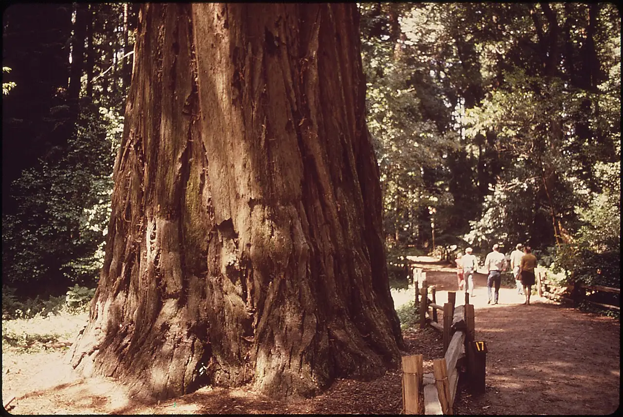 Sunlight filtering through a grove of old-growth redwood trees
