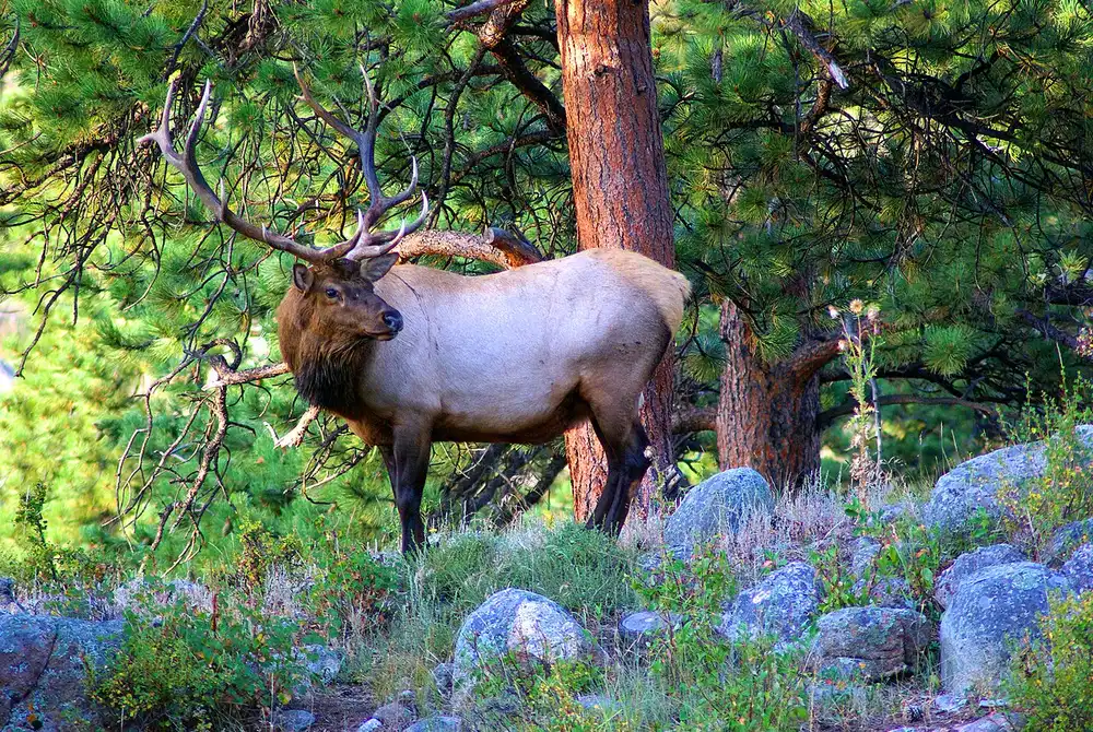 A bull elk standing in the grass of Moraine Park in Rocky Mountain National Park
