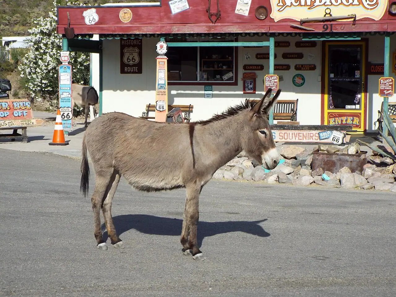 A wild burro standing in the main street of the old mining town of Oatman, Arizona