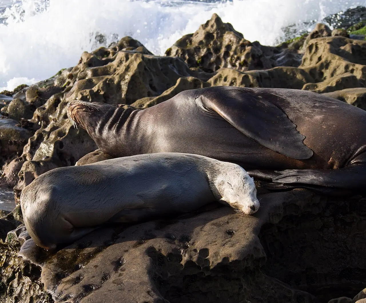California sea lions resting on the rocks at La Jolla with the Pacific behind