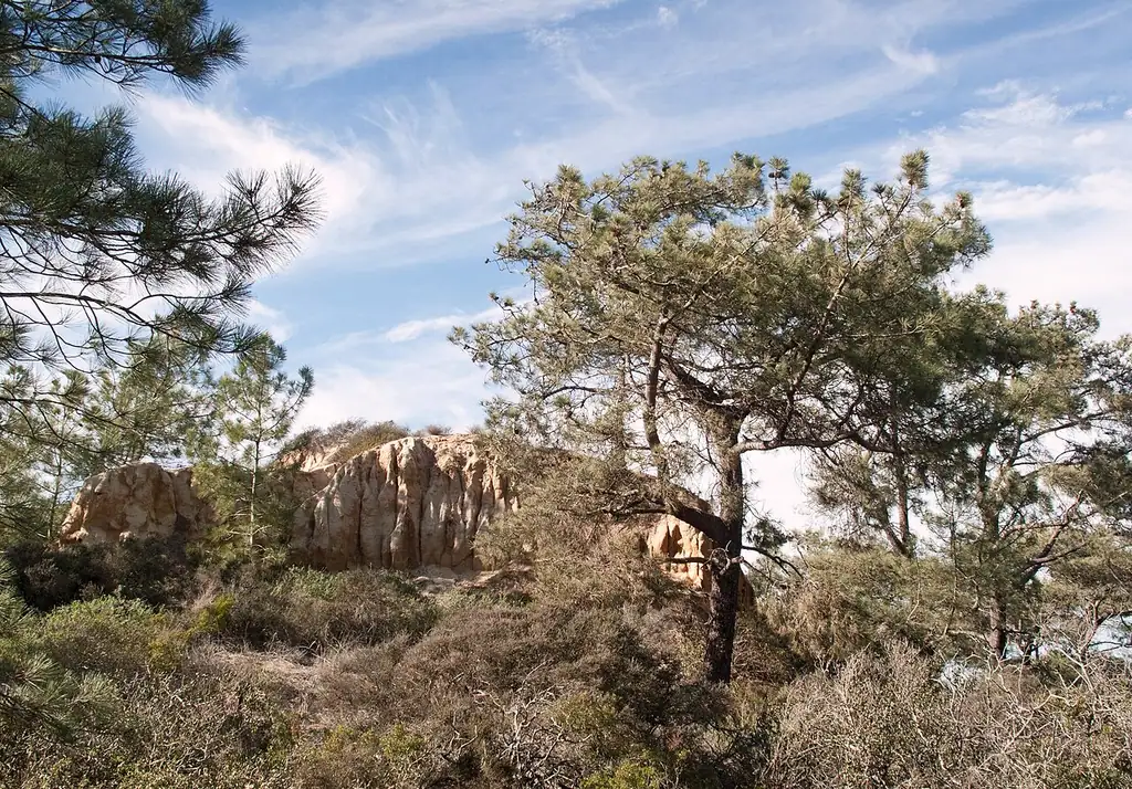 Eroded sandstone bluffs and twisted pines above the beach at Torrey Pines State Natural Reserve