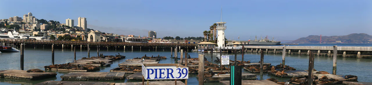 California sea lions crowded onto floating wooden docks beside Pier 39