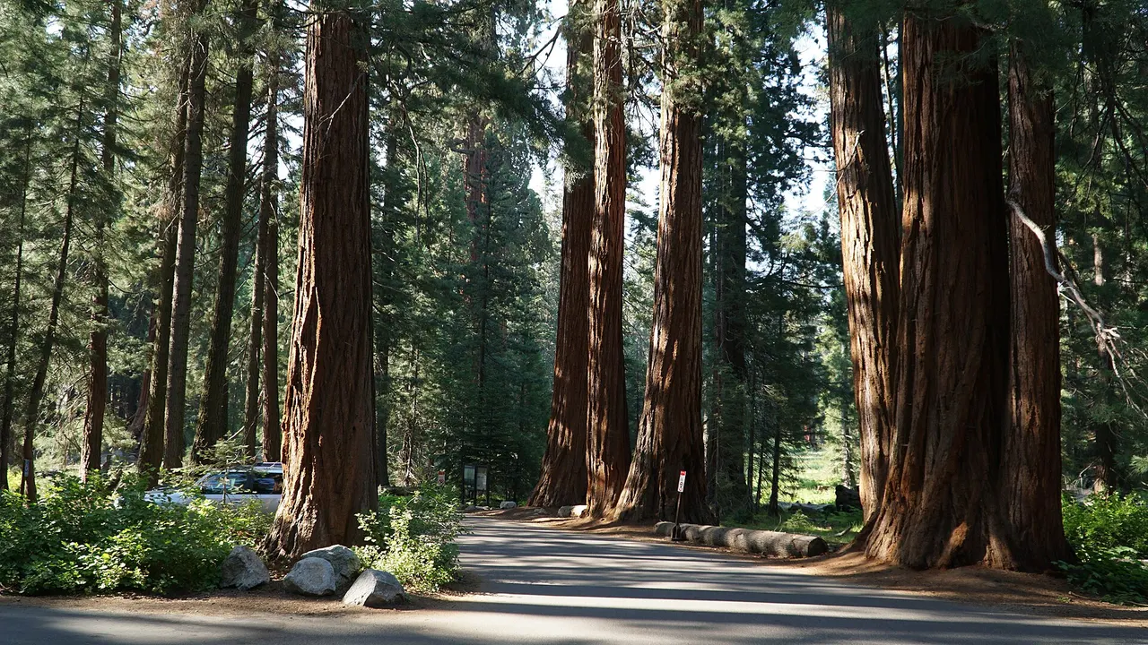 Giant sequoia trunks and a sunlit forest floor in Giant Forest, Sequoia National Park
