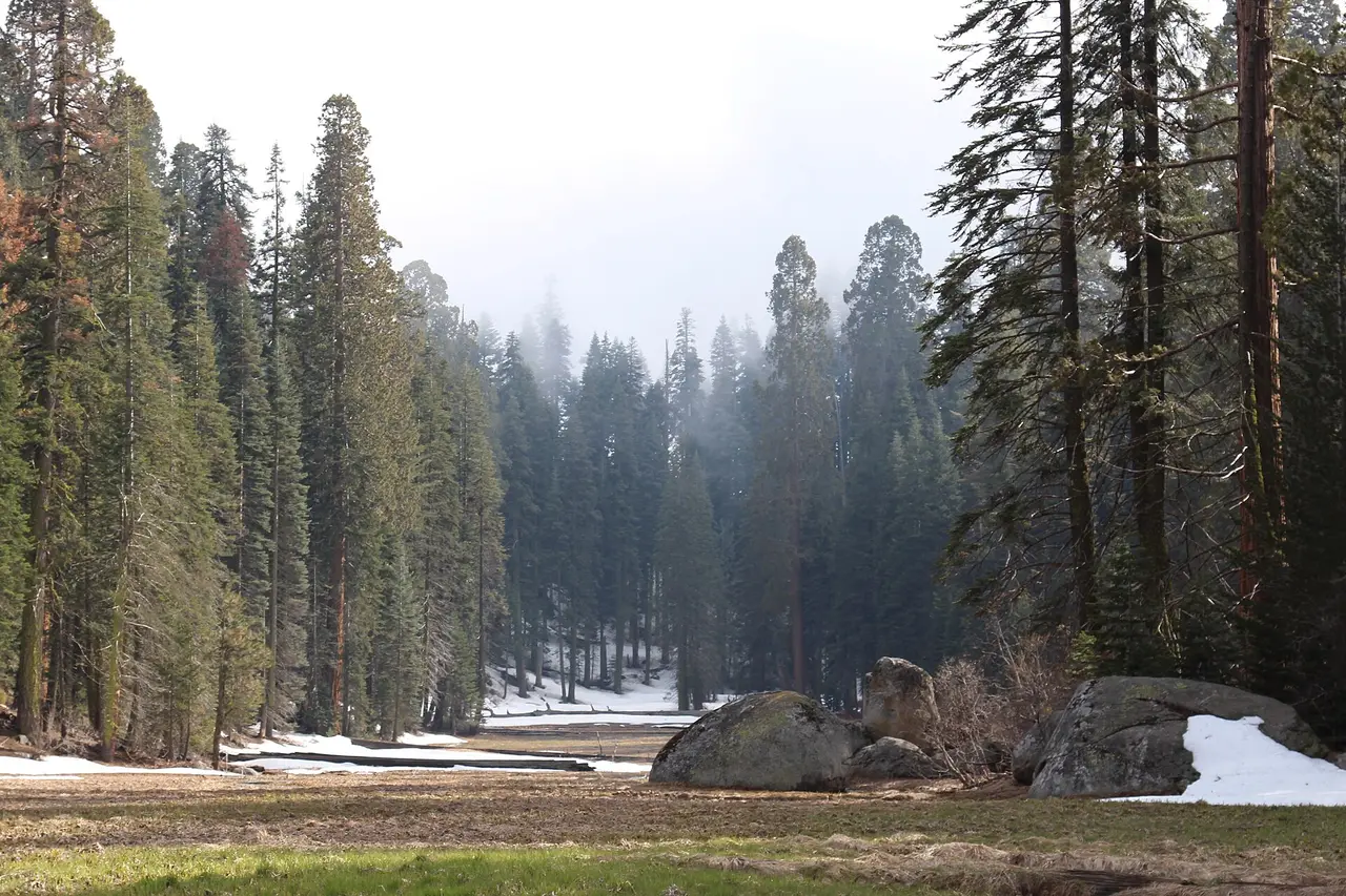 Green meadow and sequoia forest at Crescent Meadow in Giant Forest