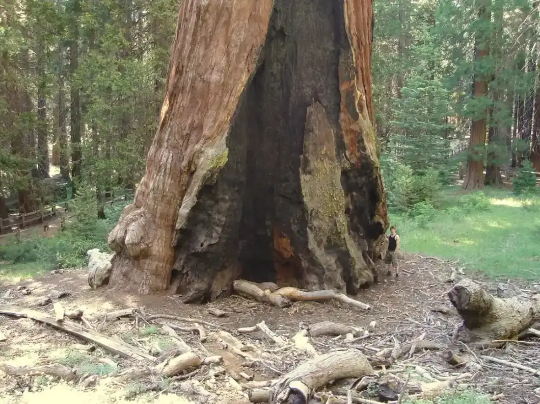The General Grant Tree, a giant sequoia in Grant Grove, Kings Canyon National Park