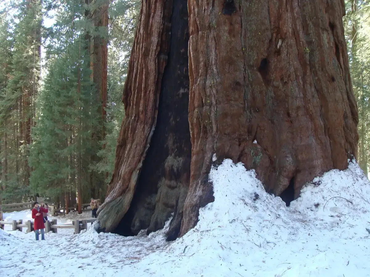The massive cinnamon trunk of the General Sherman Tree with visitors at its base