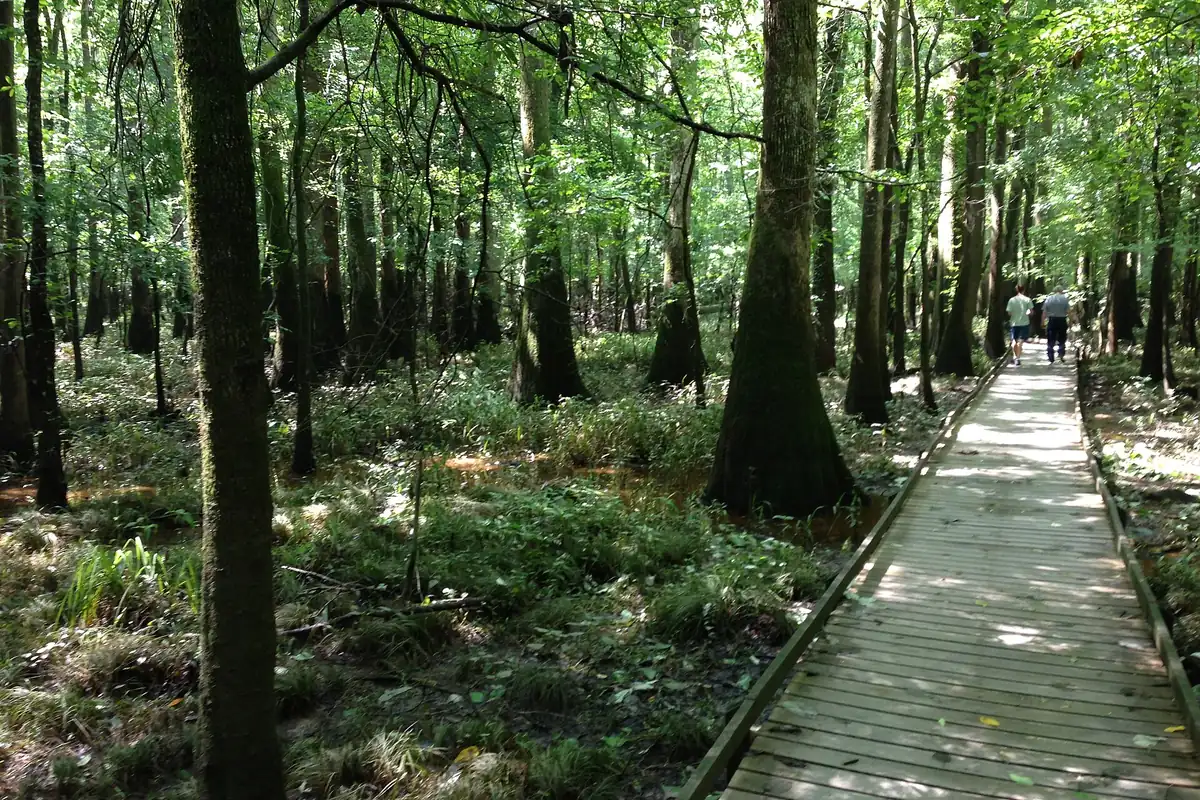 The wooden boardwalk trail running through tall bottomland hardwood forest at Congaree National Park