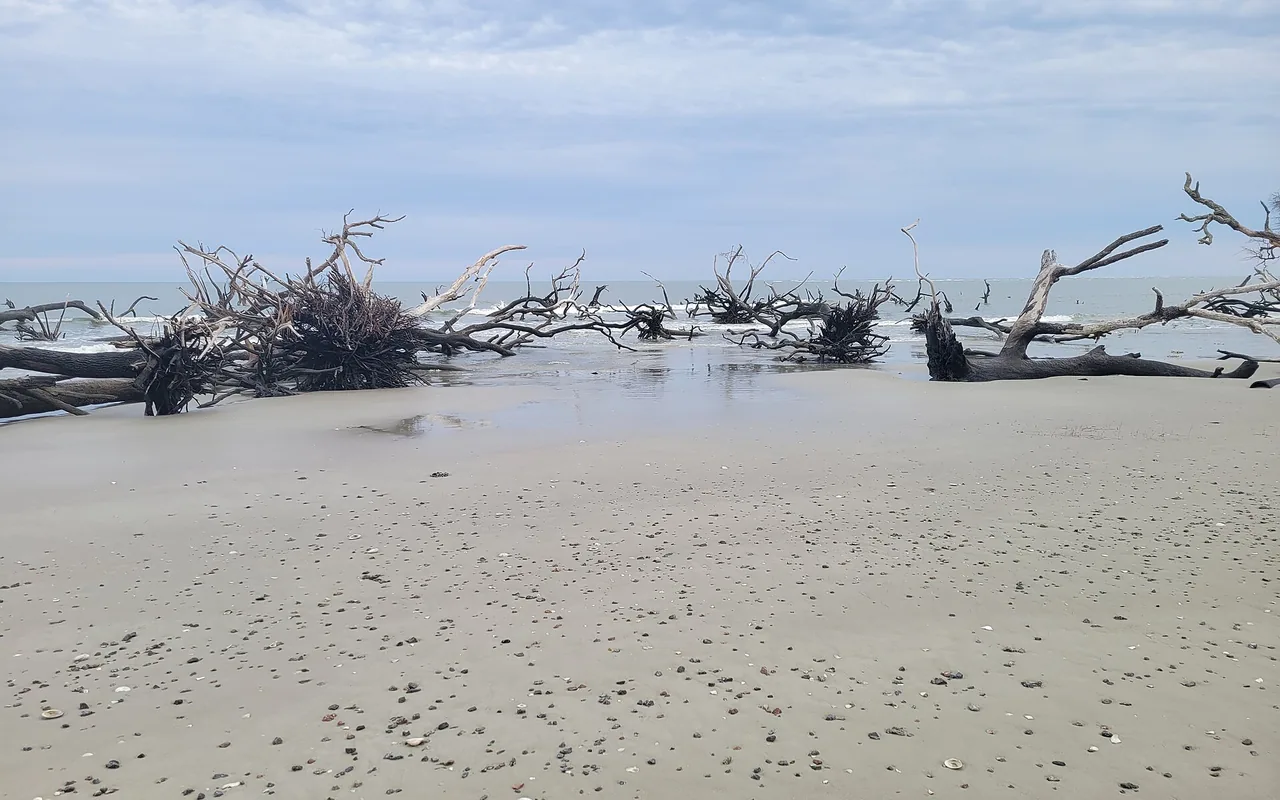 Bleached fallen trees lying on the wet sand of the boneyard beach at Hunting Island State Park