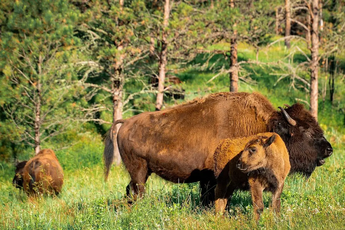 American bison grazing in grassland at Custer State Park in the Black Hills