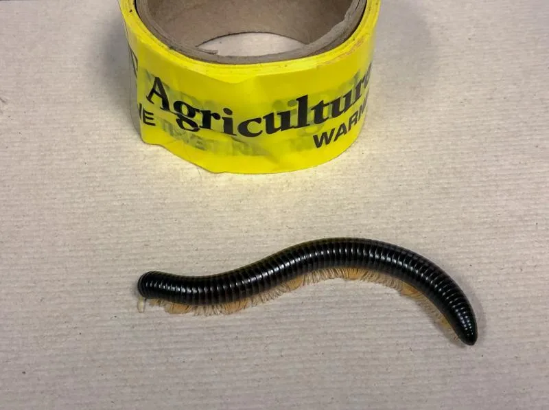 An African millipede found in a passenger bag by a CBP beagle at Atlanta airport