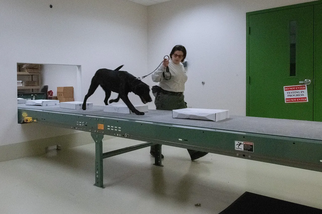 A USDA detector dog and handler working a training exercise with luggage