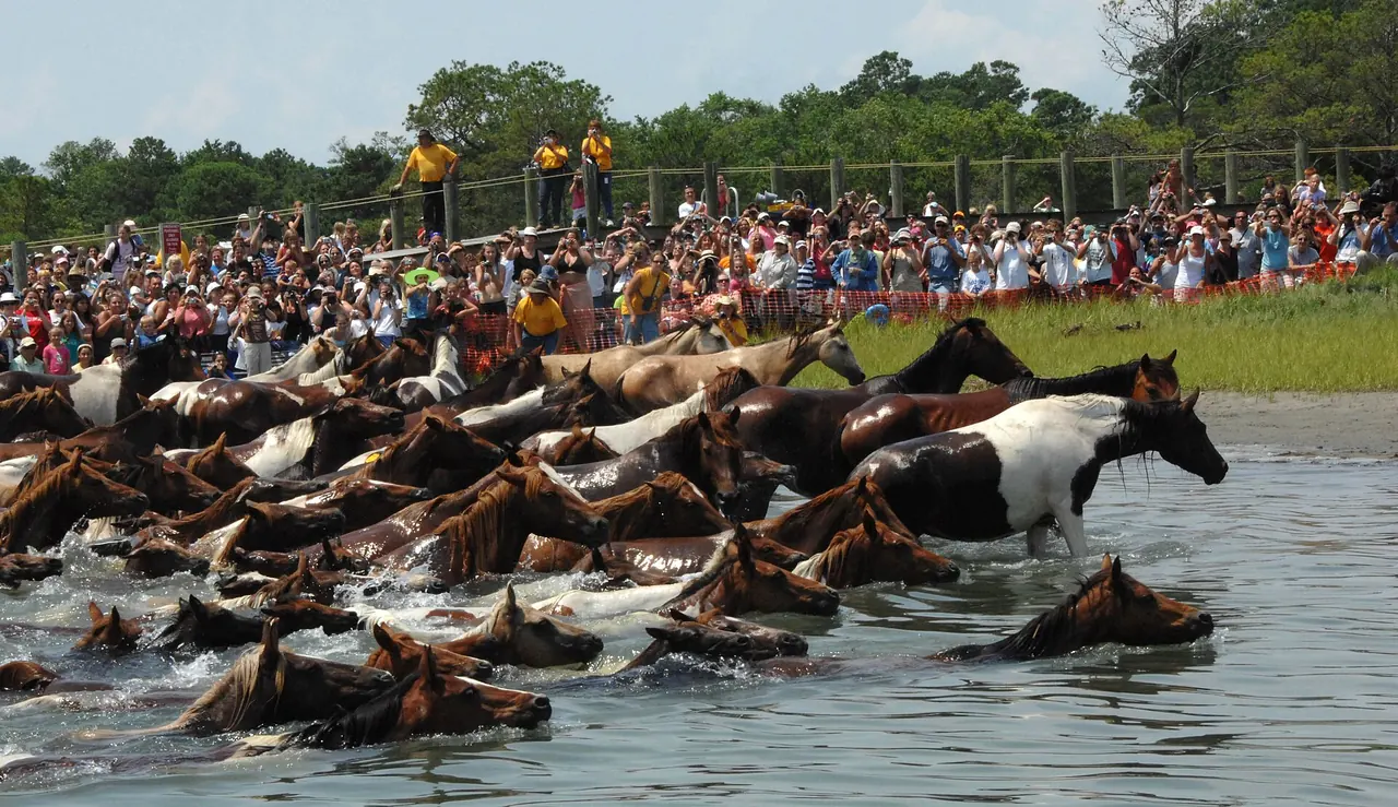 Chincoteague ponies swimming the channel toward a crowd of spectators during the annual pony swim