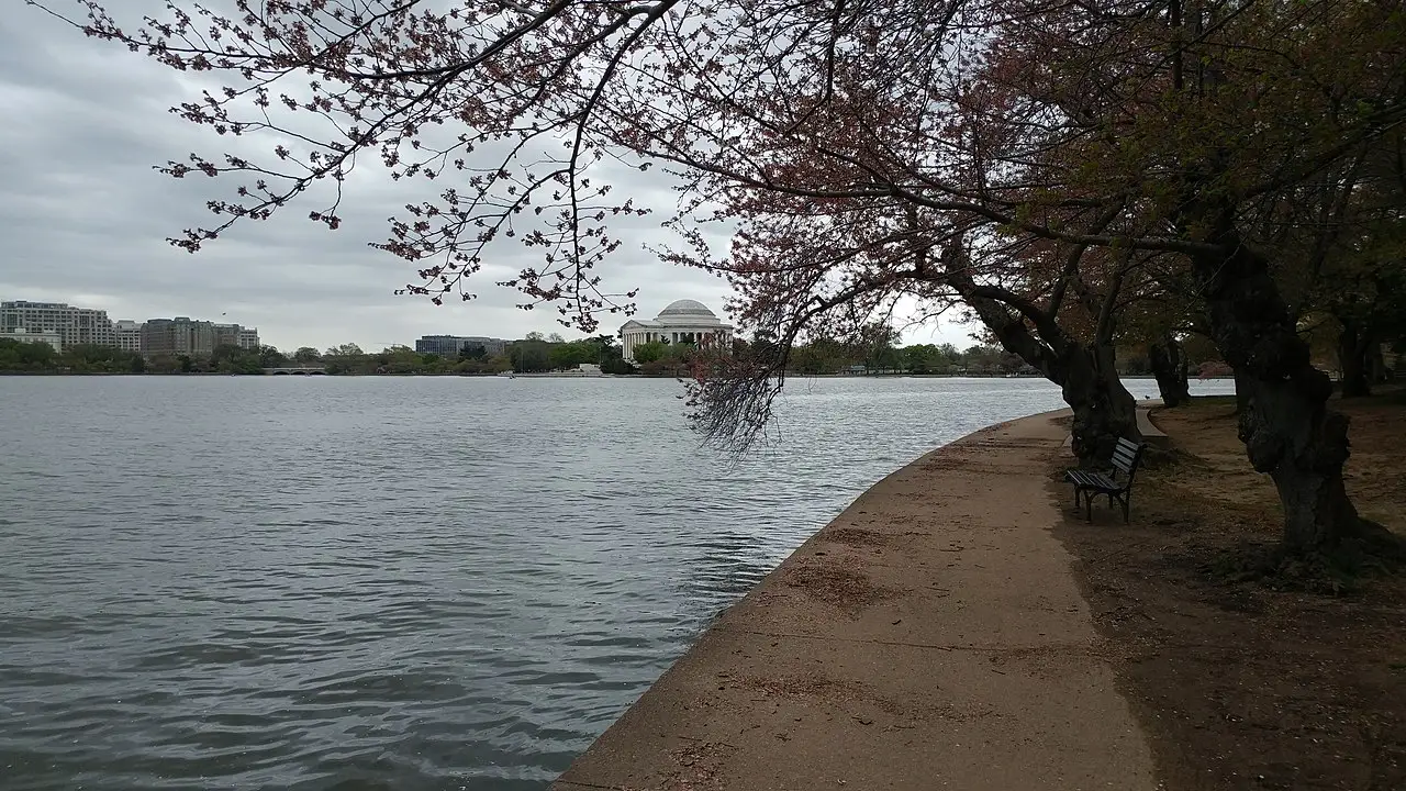 Cherry blossoms framing the Jefferson Memorial across the Tidal Basin