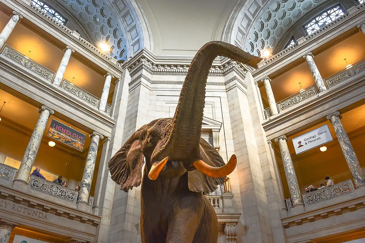 The African bush elephant specimen in the rotunda of the National Museum of Natural History