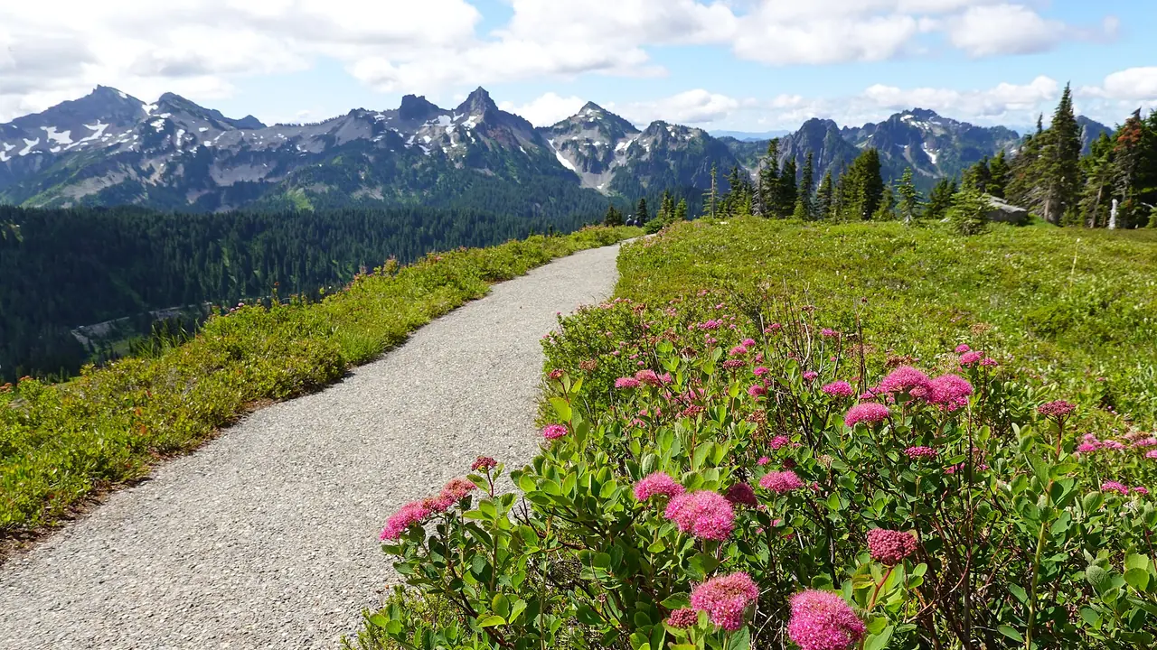 Wildflower meadows below Mount Rainier at Paradise with the Tatoosh Range behind