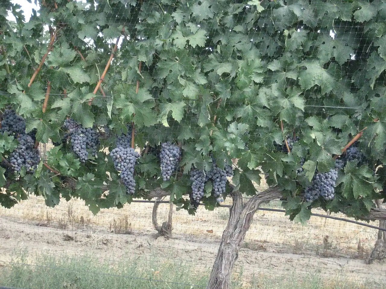 Rows of grapevines in a Walla Walla Valley vineyard in eastern Washington