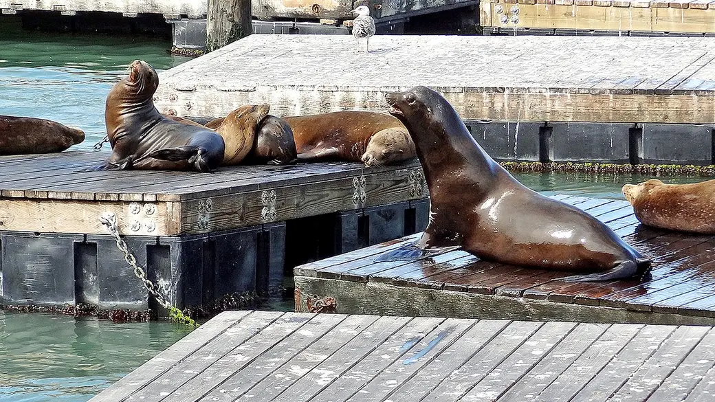 Sea lions hauled out on the docks at Pier 39 near Fisherman's Wharf