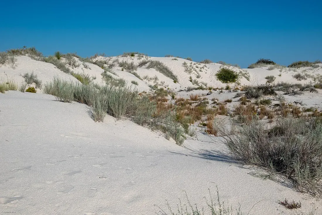 Footprints and sled tracks crossing rippled white sand dunes