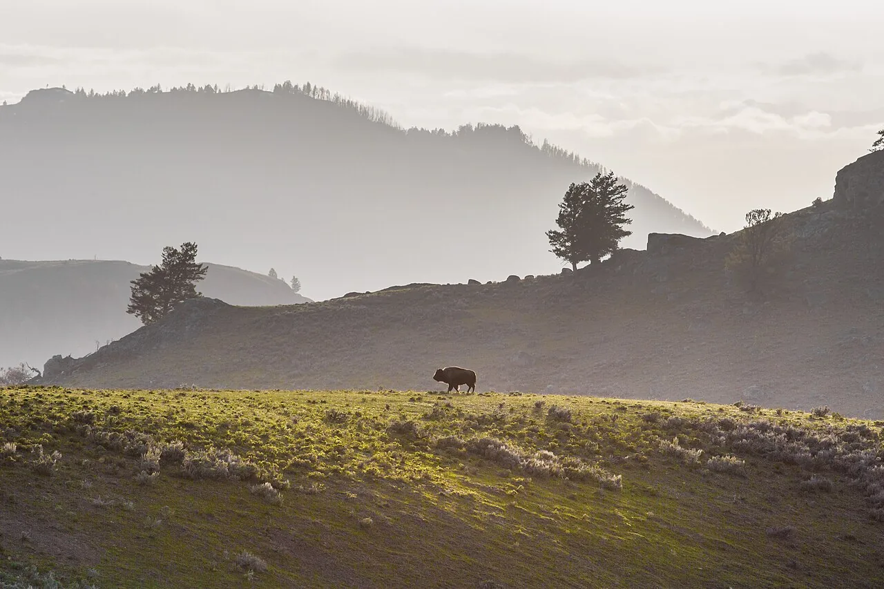 Bison silhouetted along a grassy ridge in Lamar Valley, Yellowstone