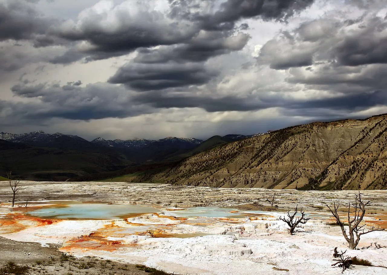 White and orange travertine terraces of Mammoth Hot Springs with dead trees standing in the mineral crust