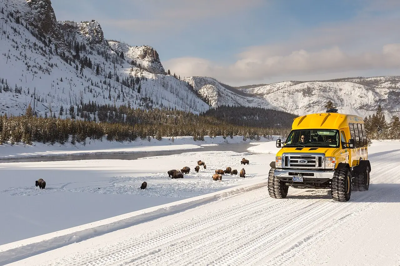 A snowcoach on a snow-covered road beside the Madison River with bison standing in the snow